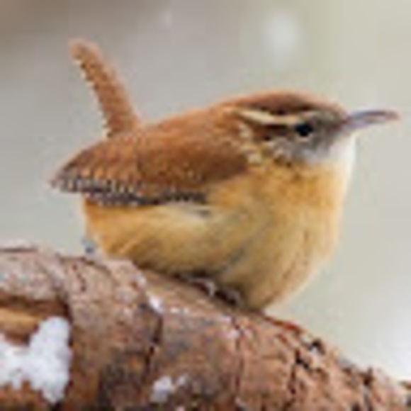 Meet your Posher, Dreoilín - Picture 1 of 1